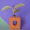 square wooden vase in orange color with a testing tube for water. it lets the plant grow and always be pretty.